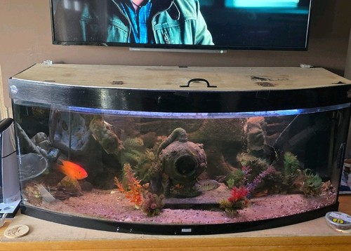 Juwel vision 450l - 450l, fish