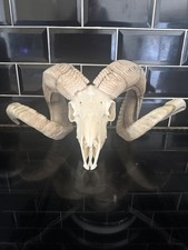 Real Ram Skull with Horns, Hoby , Goth , Very Nice horns 