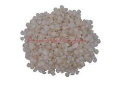 Mini white cockle shells - white,