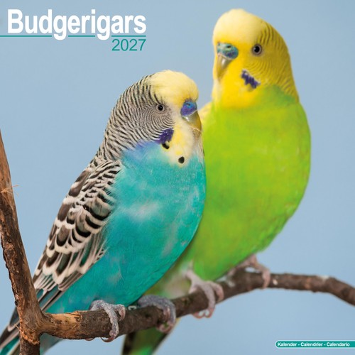 Budgerigar 2027 calendar - 2027,