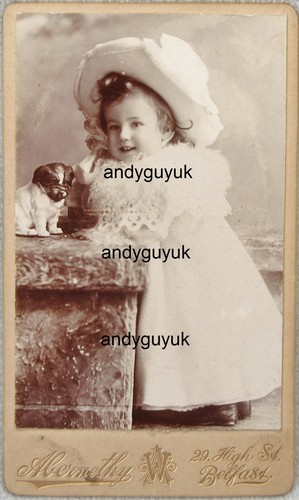 Cdv boy named frizelle - frizelle, muzzled