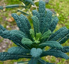 1100x Kale Borecole Black Tuscan Nero Di Toscana  Seeds - Vegetable