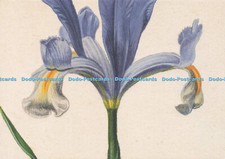 D177493 Thought to be Iris