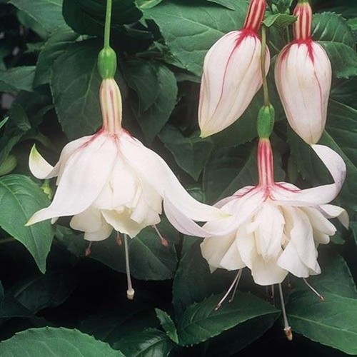 Fuchsia trailing happy - fuchsia,