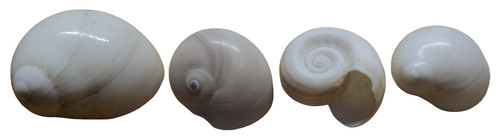 Lot sea shells white - lot, 4