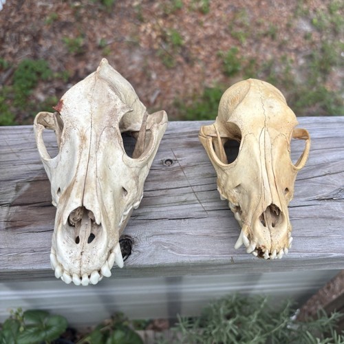 Real lot animal - lot,