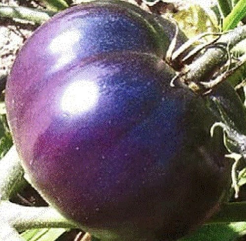 Purple tomato seeds - 🍅,