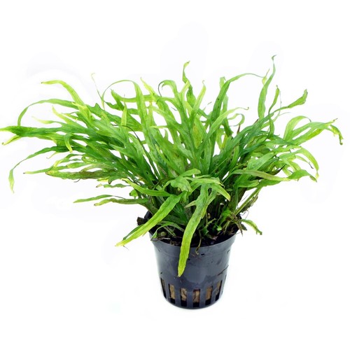 Microsorum pteropus trident - microsorum,