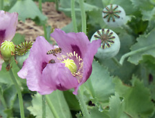Poppy seeds 5,000 Purple/Lilac