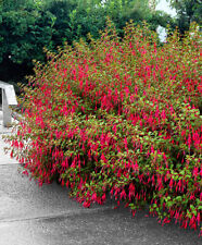 6 Hardy Fuchsia Riccartonii  Perennial  Shrub Hedge Patio Plug Plants