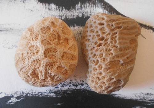 Fossil brain coral - brain,