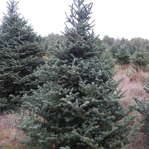 Abies fraseri fraser - abies, /
