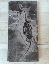 Natural Keichousaurus Skeleton