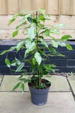 Large Ficus Benjamina