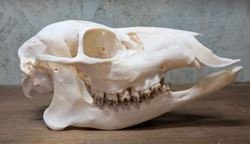 Chinese water deer doe skull - deer,