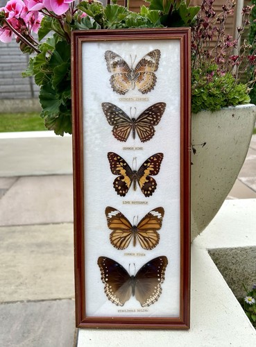 Vintage taxidermy butterfly