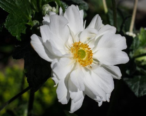 Anemone japanese hybrida - anemone,