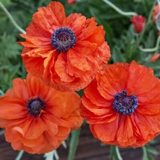 PAPAVER ORIENTALE MAY QUEEN