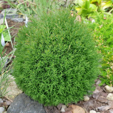 Thuja Occidentalis 'Teddy'