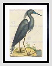 MARK CATESBY ENGLISH BLUE