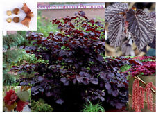 Potted Purple Hazel Fruit
