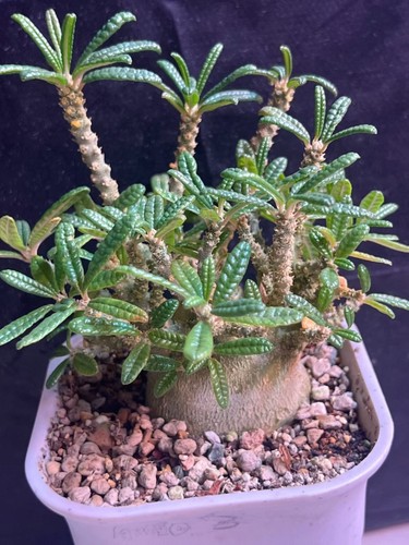 2cm rare live house - live,