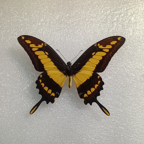 Papilio thoas king - papilio, thoas,