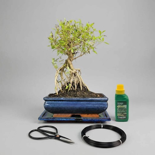 Snow rose bonsai - rose,
