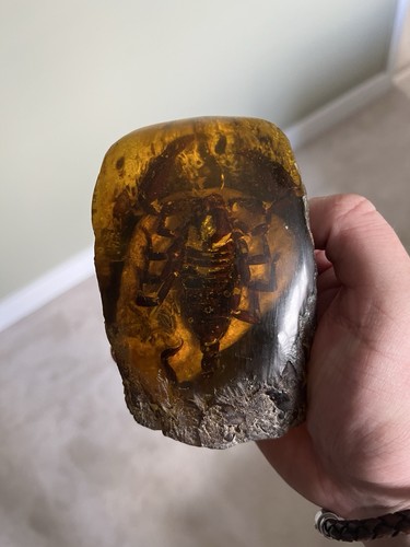 Amber scorpion fossil replica - scorpion,