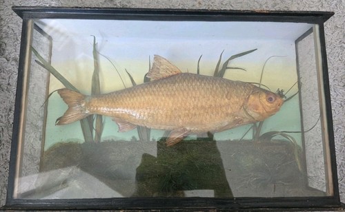Antique fish taxidermy - antique,