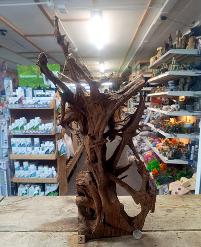 Large mangrove 54cm root - large,