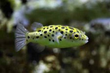Leopard Puffer 1.5–2” –