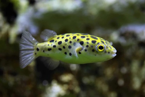 Leopard puffer - 1.5–2”, –