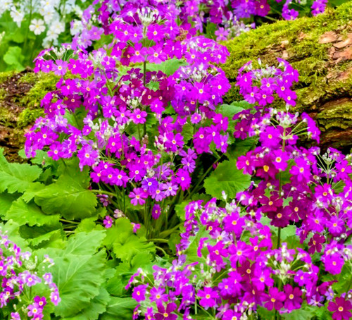 250x primula malacoides - 250x,