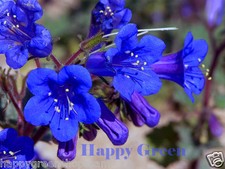 CALIFORNIA BLUEBELL 2500 SEEDS - Phacelia Campanularia - BEE BUTTERFLY FLOWER