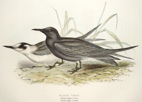 Original antique bird - original,