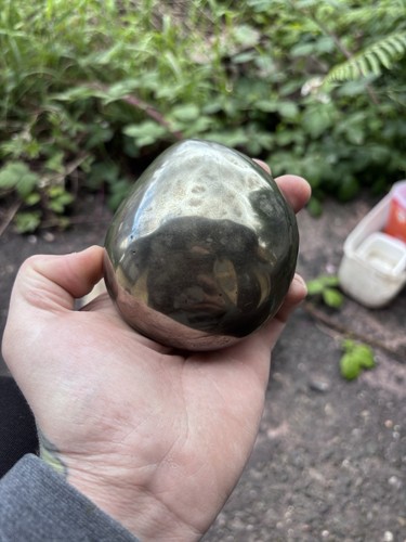 Huge eleganticeras ammonite - huge,