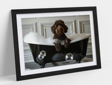 Cute chocolate labradoodle - cute,