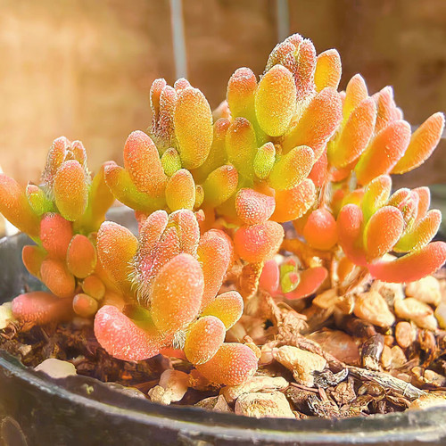 Drosanthemum skilpad seeds - skilpad, 10
