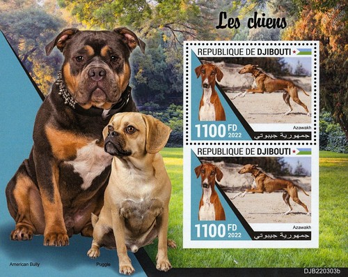 Dogs azawakh american - dogs, (azawakh/american