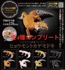 Advance Leopard Gecko All 4