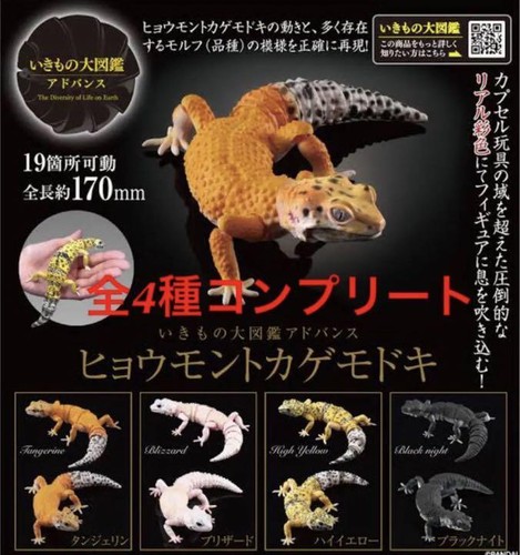 Advance leopard gecko - all, 4