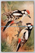 R820373 Pied Woodpecker Or