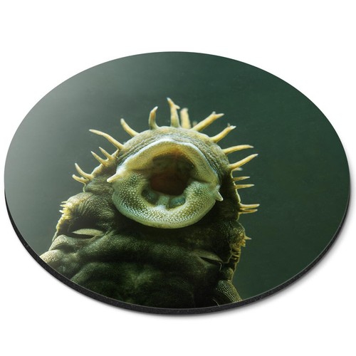 Round mouse mat - mouse, bristlenose