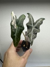 Alocasia Nobilis Pink variegata - very rare variegated Aroid Plant 11ANV08