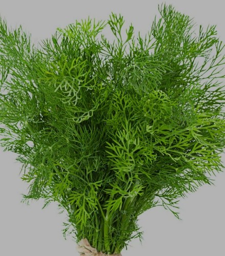 Dill organic seeds - organic, to