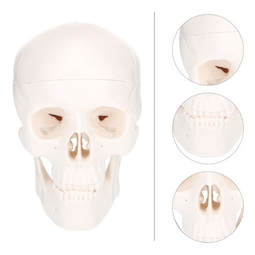 Human anatomy model small - model,