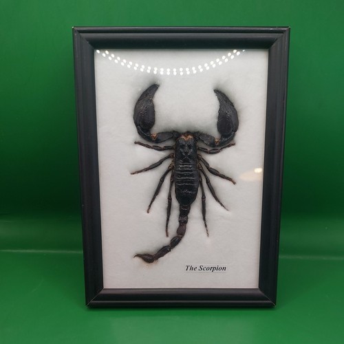 Taxidermy scorpion arthopod - taxidermy,