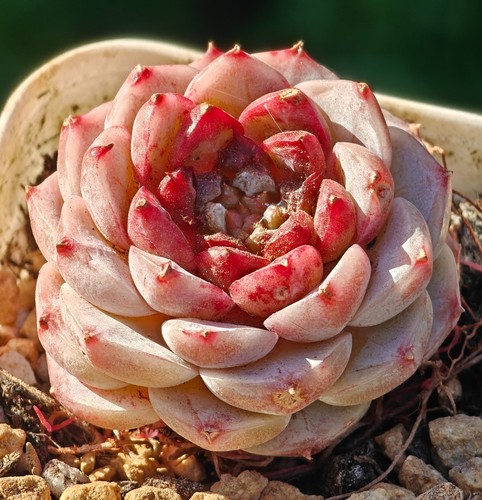 Echeveria red velvet - echeveria,
