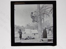Climbing Date Palm Tree Middle